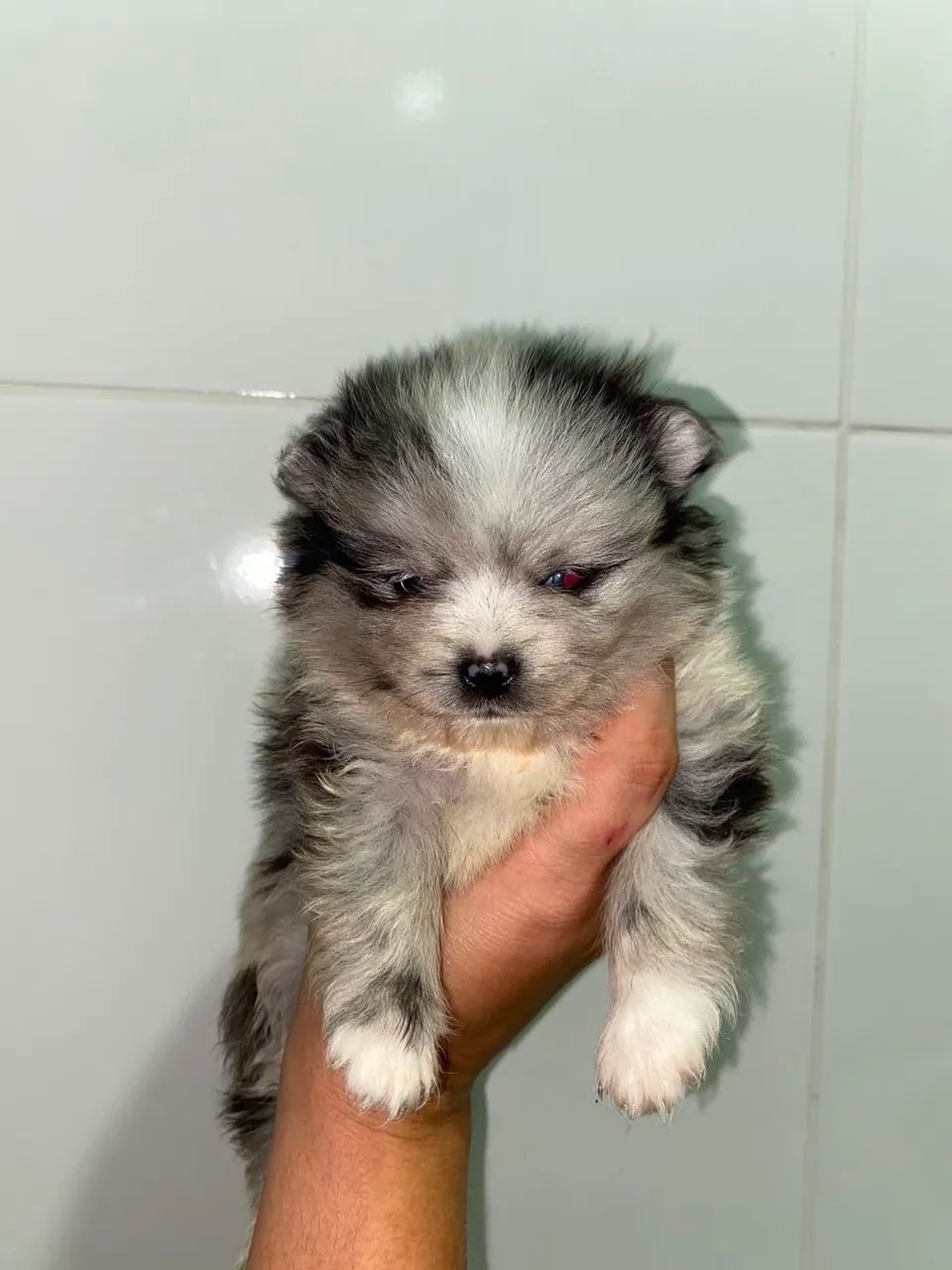 Spitz alemão merle  - Foto 3