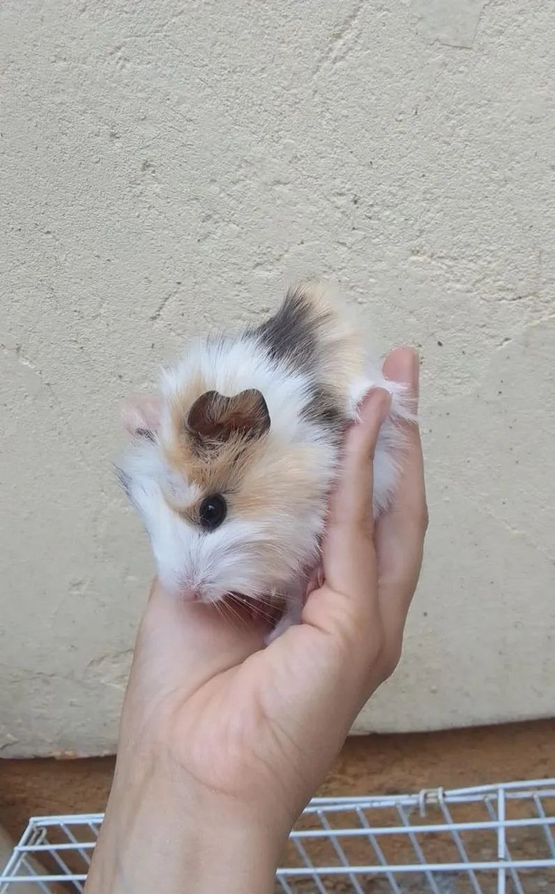 Filhotes porquinho da india fêmea  - Foto 4