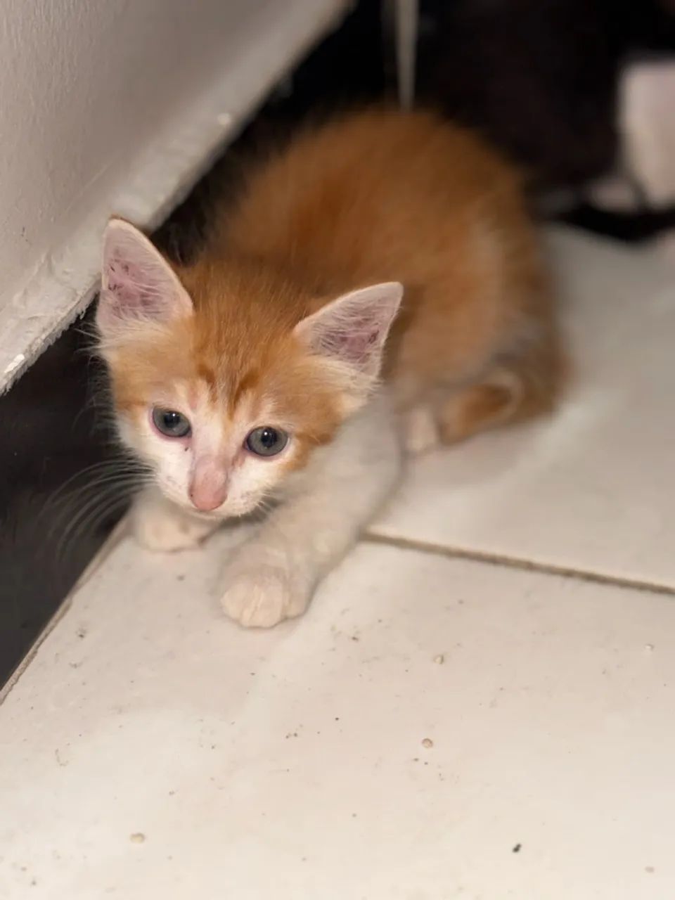 Gatos 