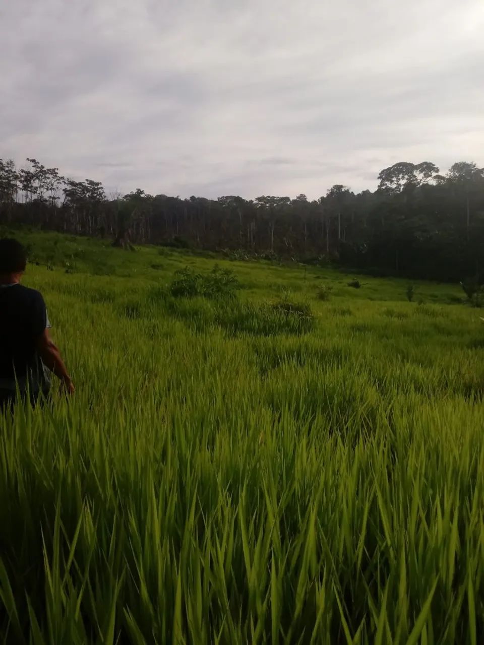 Vendo 632 hectares 650.000,00 tel. * - Foto 2