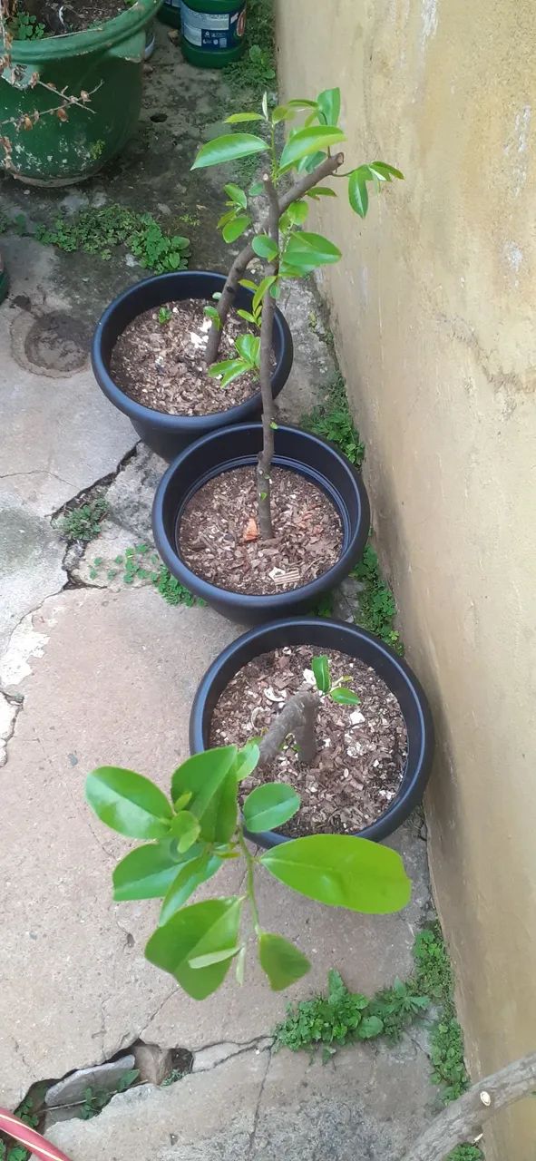 Vende-se muda de opurquia de pé de graviola ótima qualidade  - Foto 6