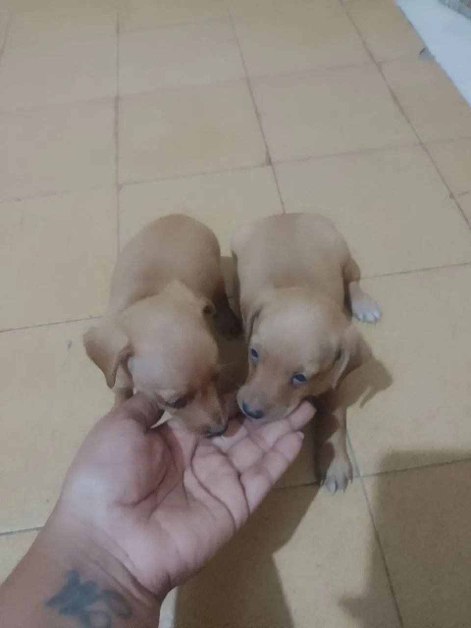 Vendo Pincher  - Foto 2