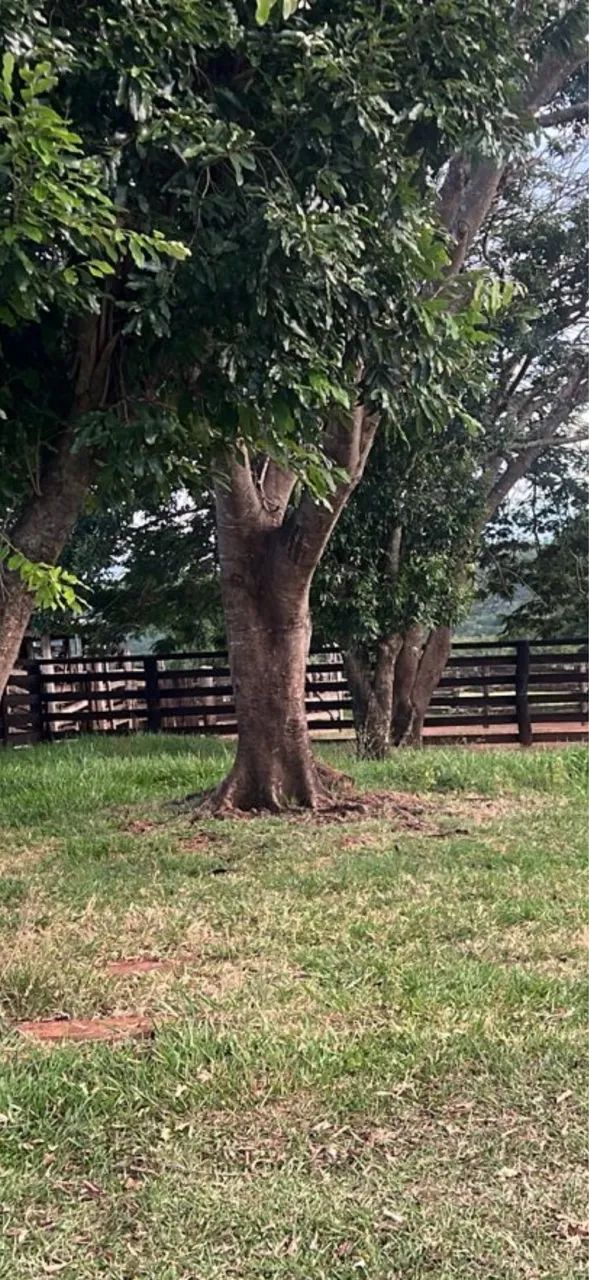 Fazenda dupla aptidão município do Prata  - Foto 2