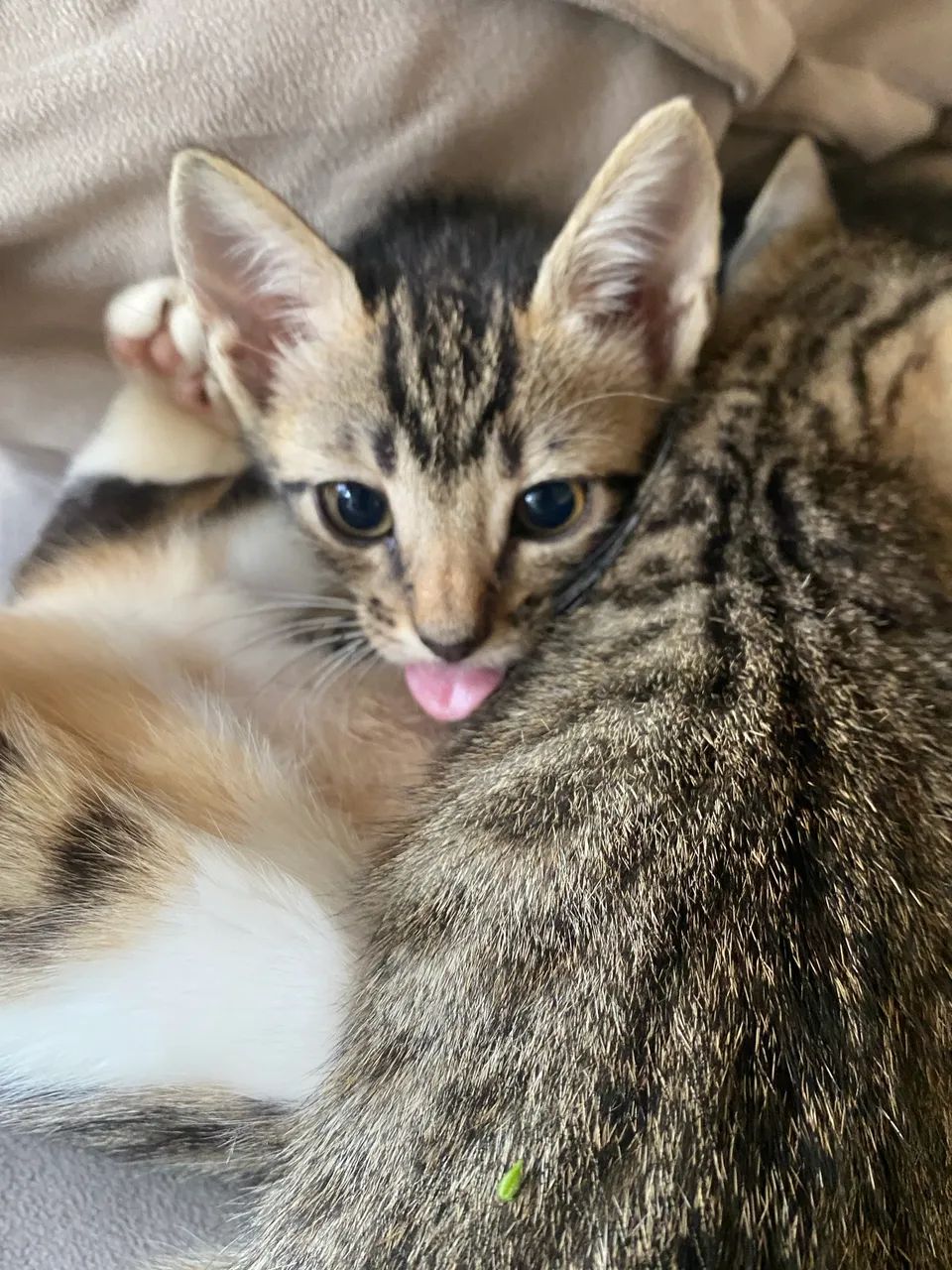 gato para adoção - Foto 3