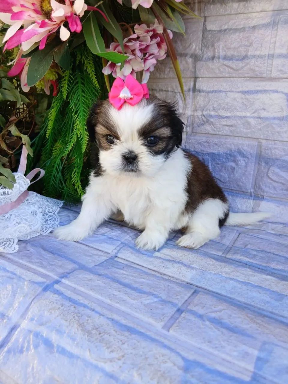Shihtzu femea mini - Foto 2