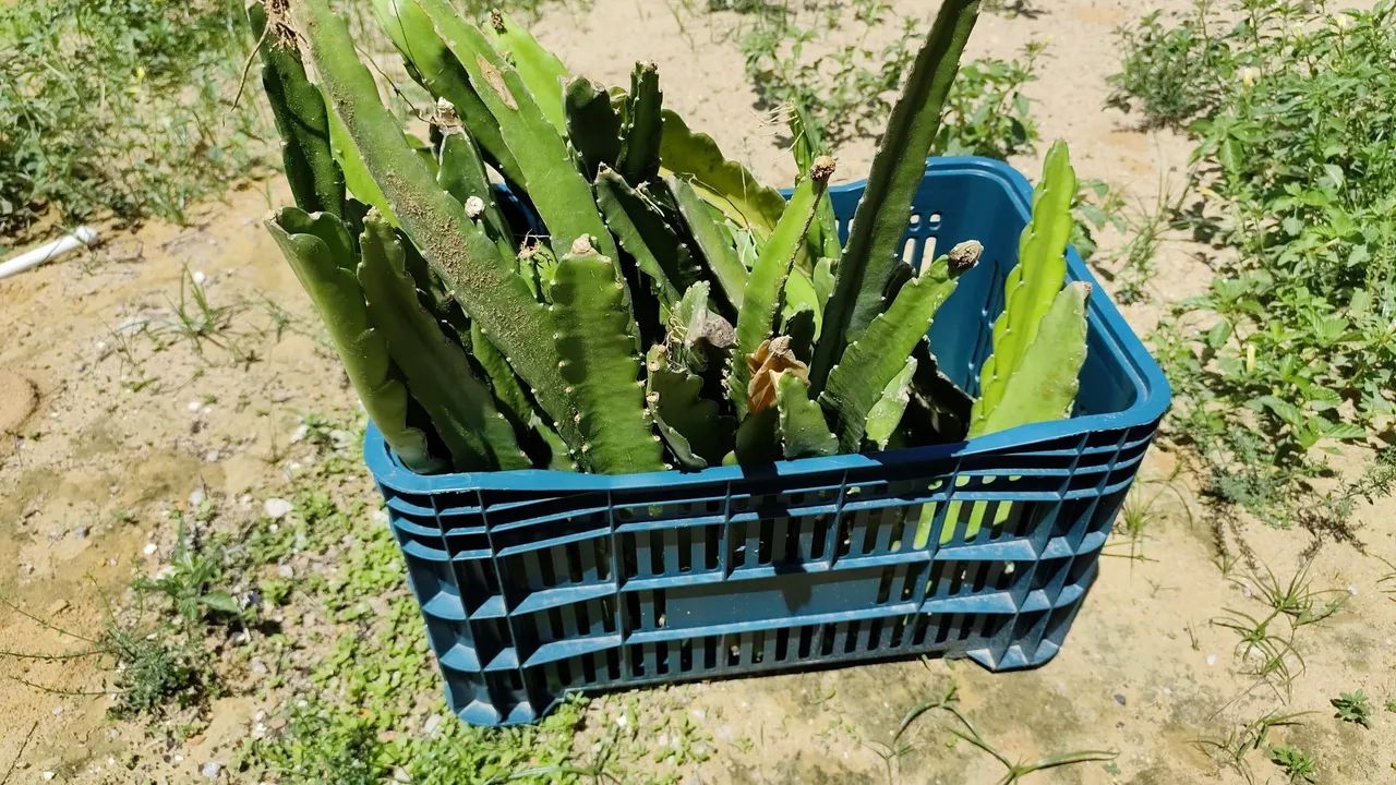 Vendo mudas de Pitaya  - Foto 2