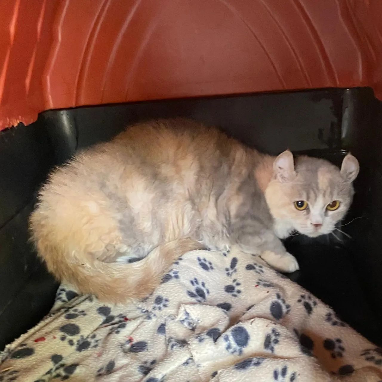 Gatos 