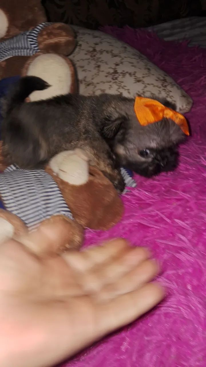 Shih tzu mini fêmea  - Foto 5