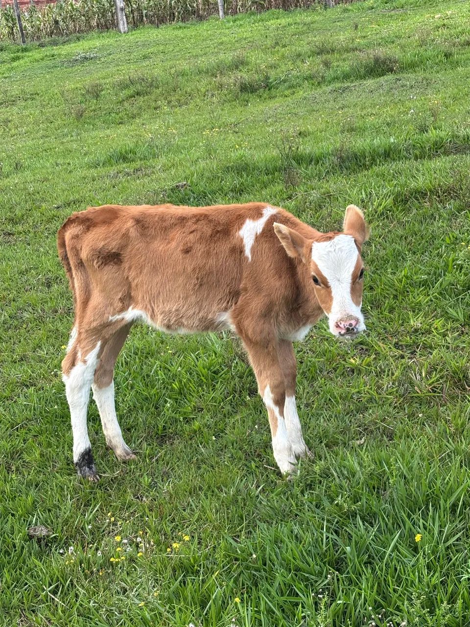 Vaca e duas Bezzeras ! - Foto 2