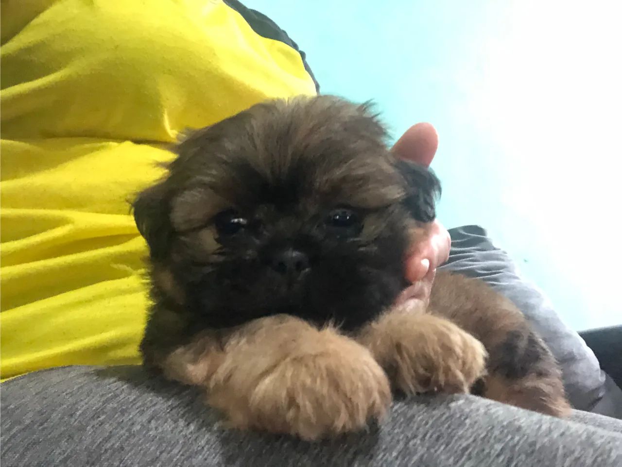 Filhote de shitszu  - Foto 2