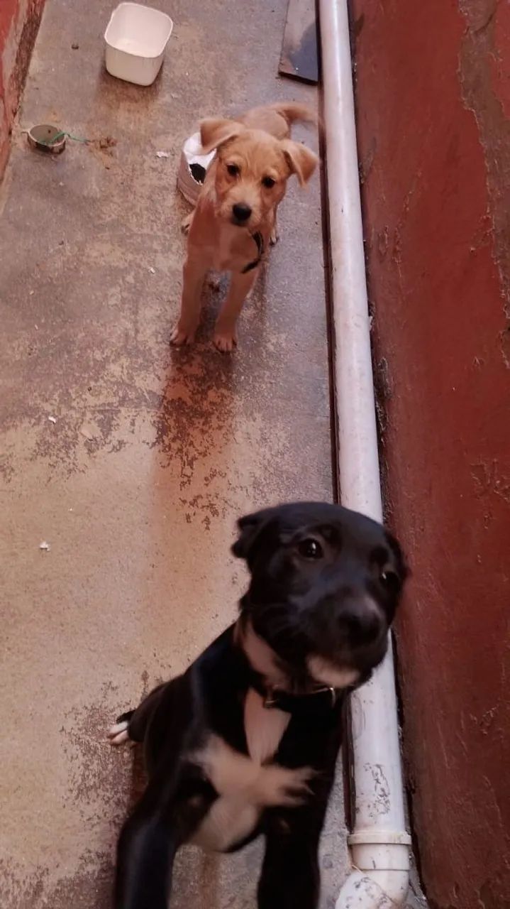 Doação  - Foto 3