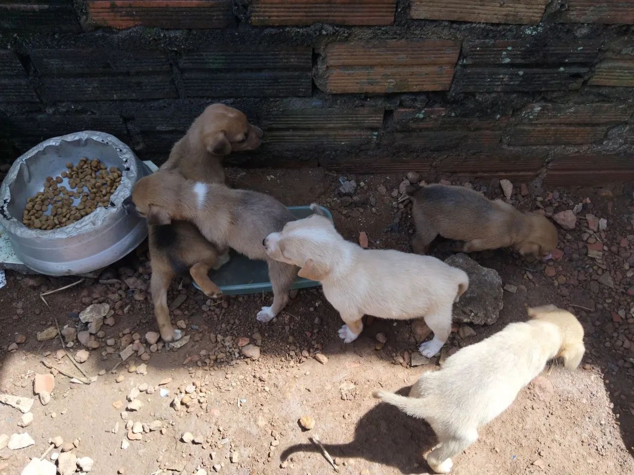 Cachorro  - Foto 3