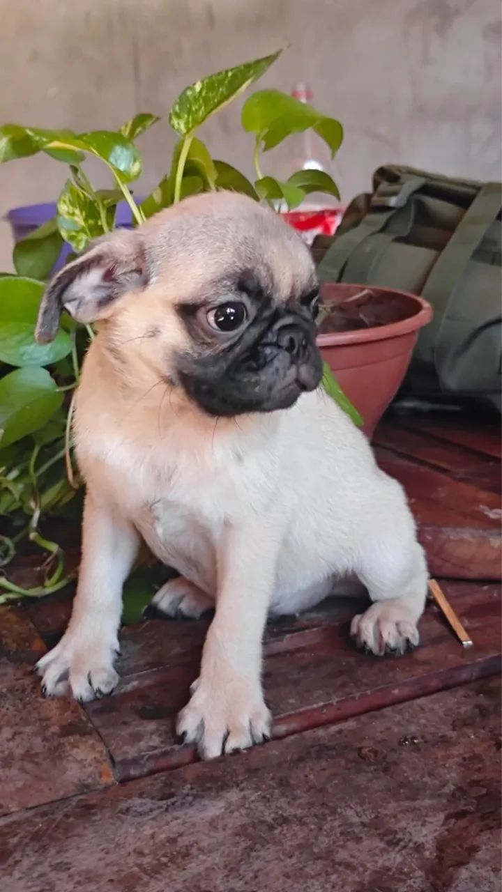 Filhotes de Pug - Foto 2