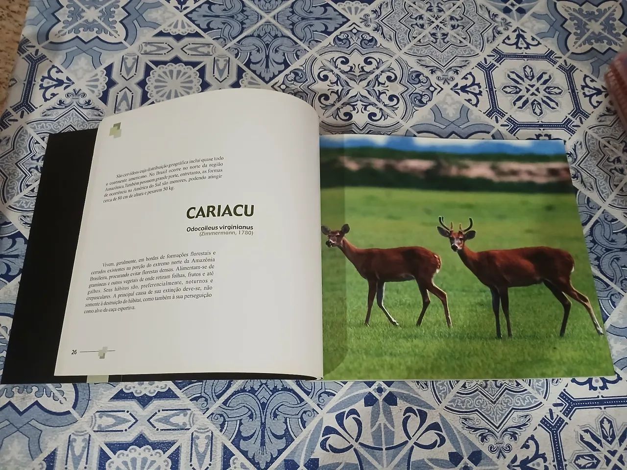Livros Infantis  - Foto 5