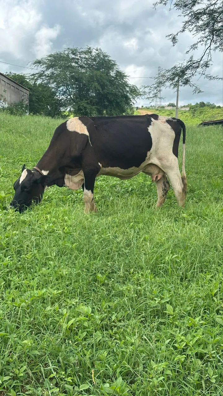 Vacas prenha
