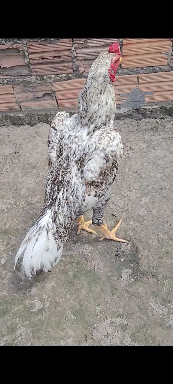 Shamo Puro , linhagem Tari tori x Alemão 7 meses de idade  valor 250,$ - Foto 3