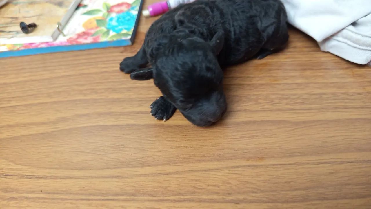 Poodle Mini  - Foto 3
