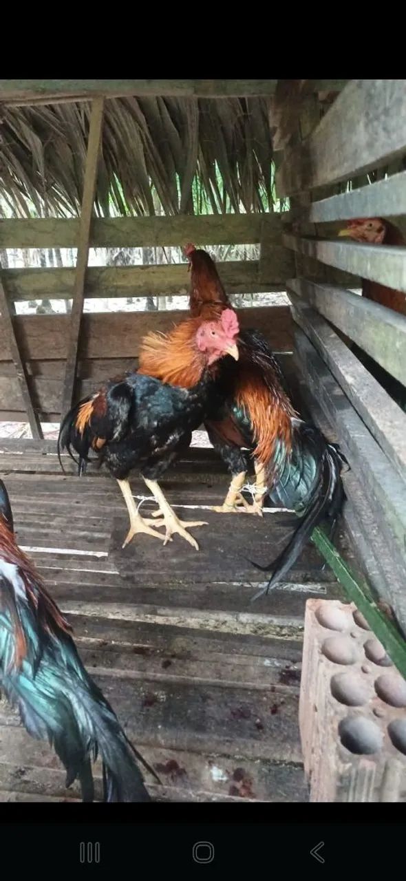 Frangos e galos indianos puro - Foto 2