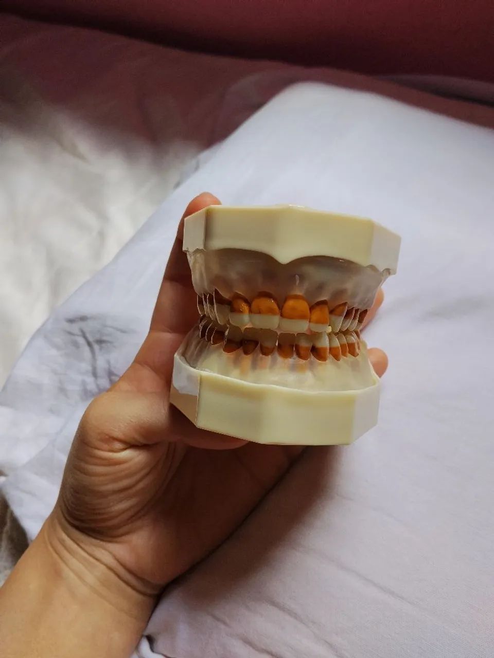 manequim de periodontia padrão - marca orais  - Foto 2