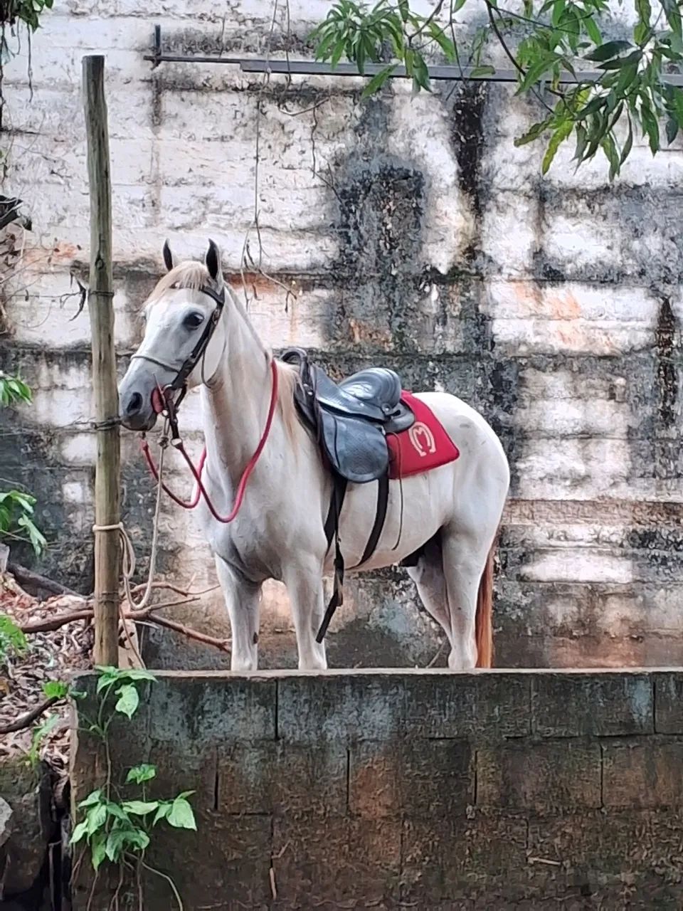 Vendo cavalo  - Foto 3