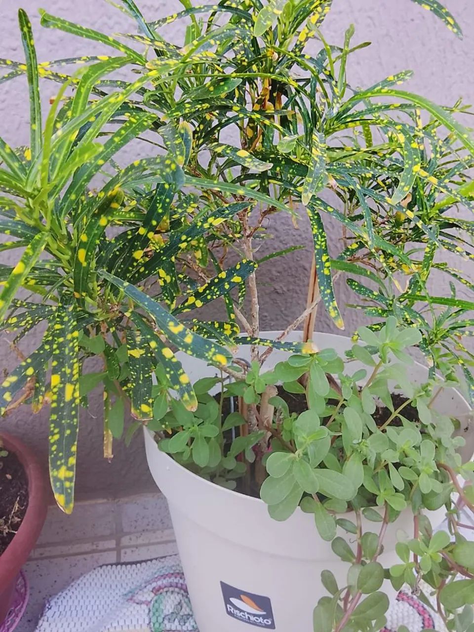 Planta 45 cm