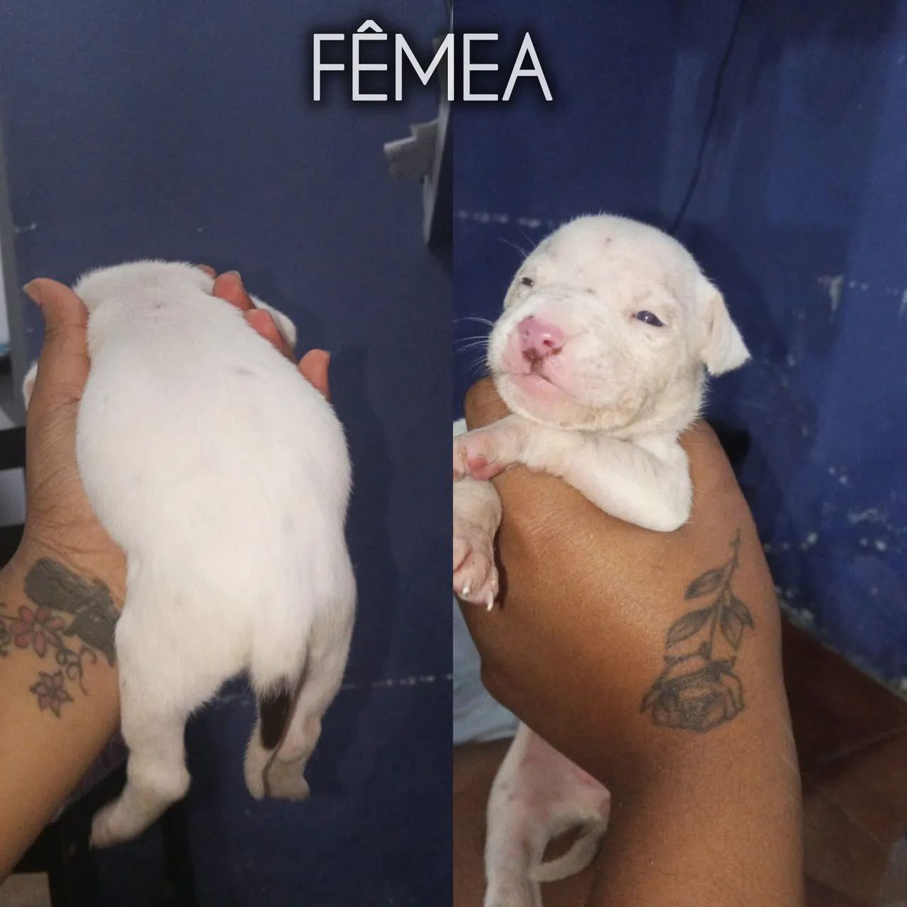 Cachorro  - Foto 2