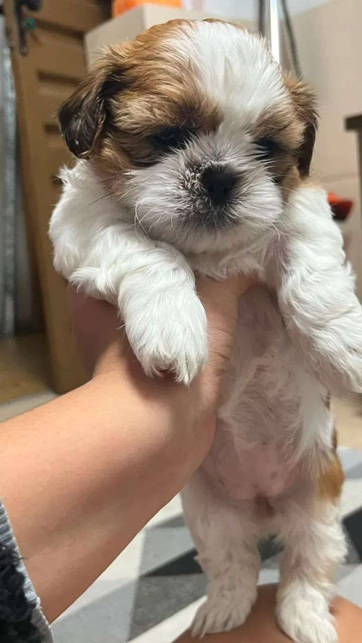 Shihtzus  - Foto 4