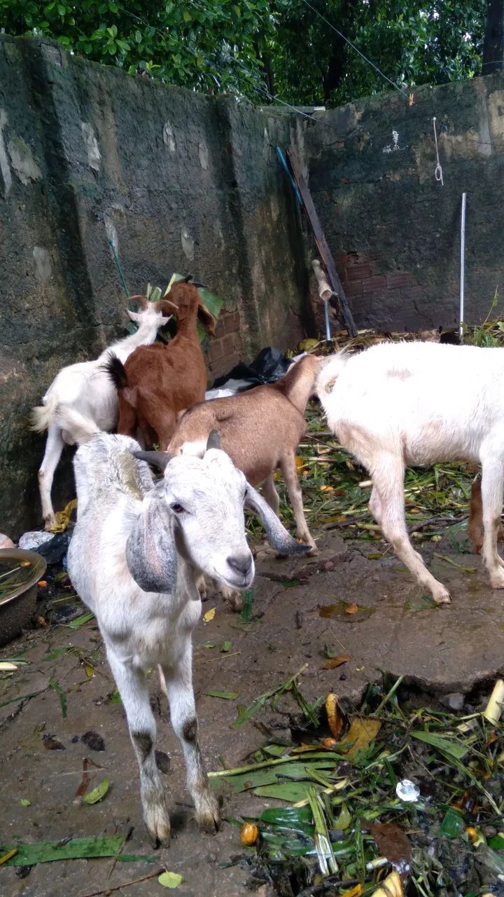 Animais a venda - Foto 6