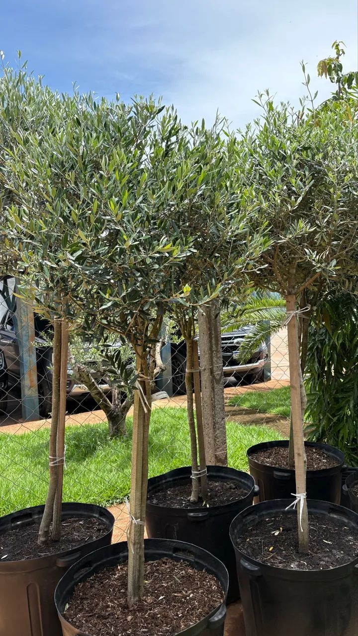 Muda de Oliveira Topiada 