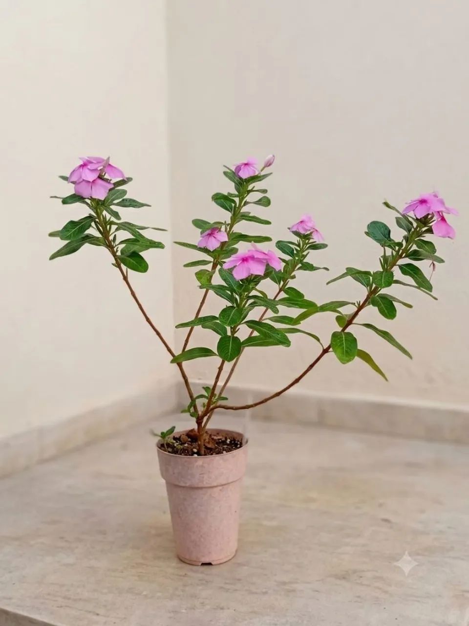 Planta florida no vaso