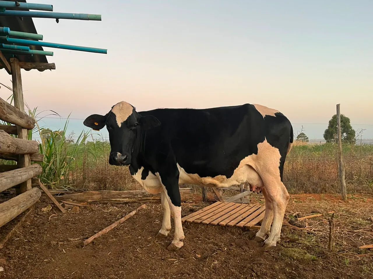 Vacas