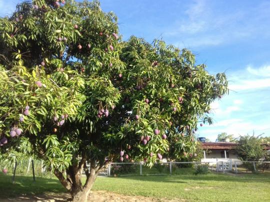 Chácara à venda em Centro, Paraopeba cod:873 - Foto 4