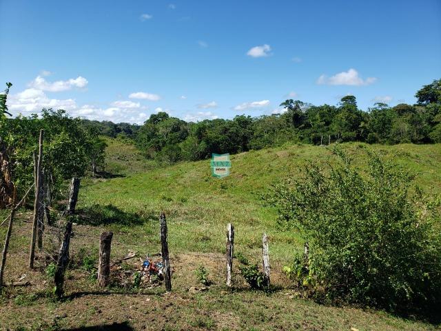 Ilhéus. Fazenda com 368 Hectares cultivo de cacau e gado - Foto 15