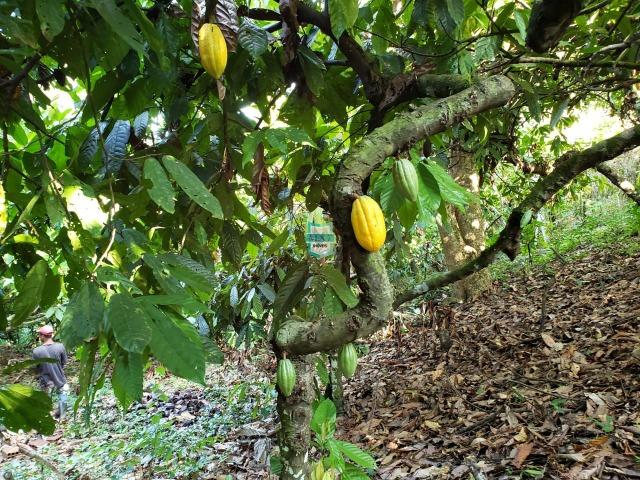 Ubaitaba. Fazenda com 140 Hectares. Mista de cacau e gado - Foto 17