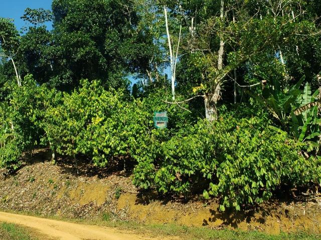 Ubaitaba. Fazenda com 140 Hectares. Mista de cacau e gado - Foto 20