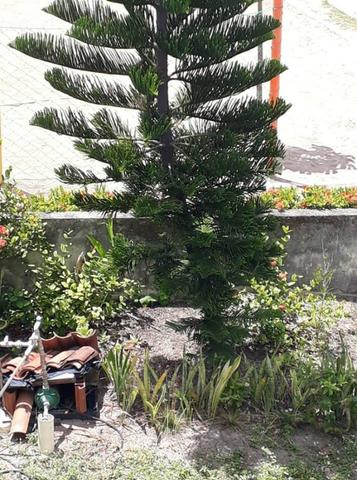 Cond. Atlântico Norte em Maria Farinha - (piscina - frente pra o mar ) R$ 2500 - Foto 5