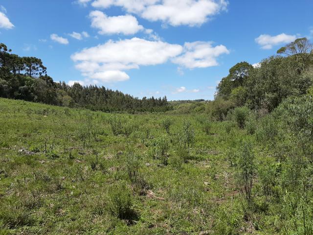 Chácara de 5.3 Alqueires com Pínus e Eucalipto . Guairacá- Guarapuava PR - Foto 20