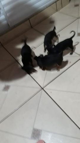 Vendo pinscher numero 1 - Foto 2