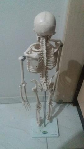 Esqueleto em Gesso / anatomia / medicina / enfermagem / fisioterapia / radiologia - Foto 2