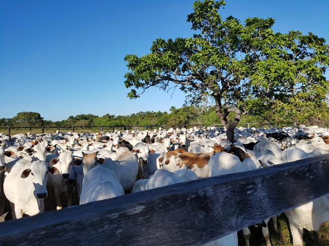 Fazenda 2500 ha Guaraí -TO - Foto 11
