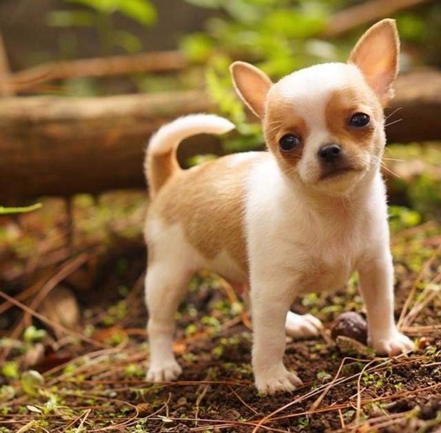 Chihuhua machinho mini - Cachorros e acessórios - Jardim Petrópolis,  Campinas 1260340281