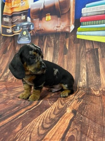 Basset Arlequim 