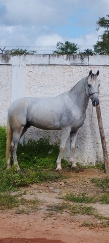 Cavalo manga larga 