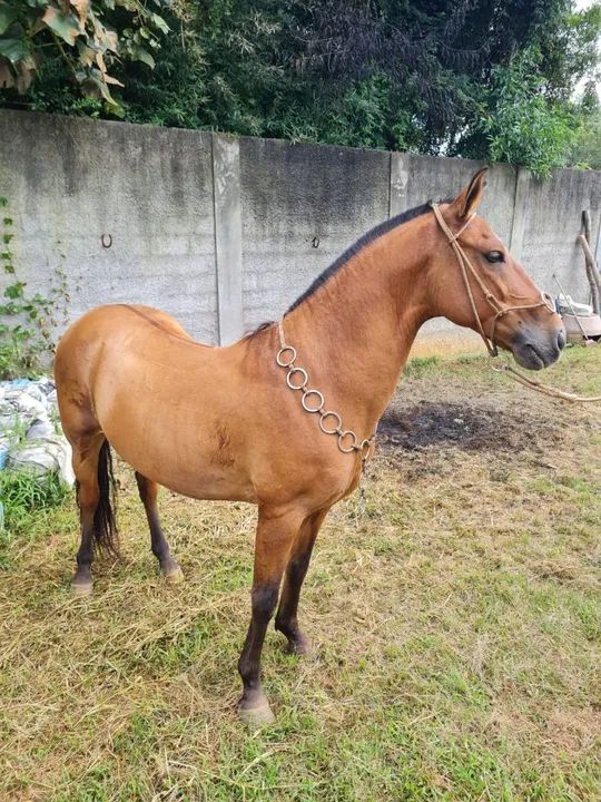 Cavalo Mangolino - Foto 4