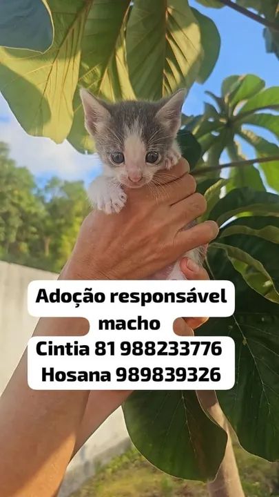 Adoção responsável de gatinhos