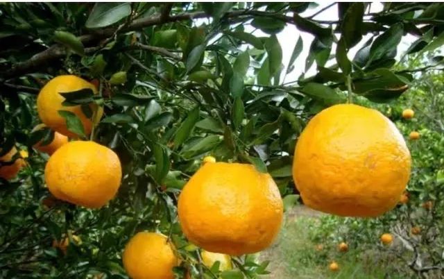 Mudas enxertadas - Tangerina Pokan - Foto 3