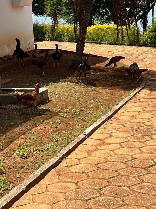 Galinhas, frangos, pintos e galos. - Foto 4