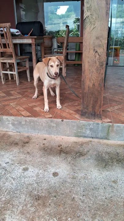 Linda cachorrinha para adoção! - Foto 6