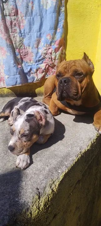 American Bully Disponível Para Cobertura 1000 - Cachorros E Acessórios 