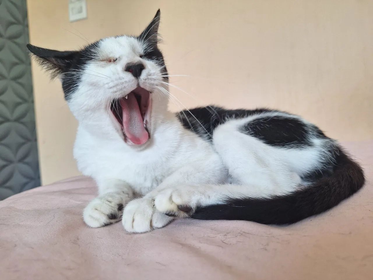 Gata castrada disponível para adoção - Foto 4